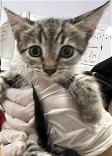 Adoptable Cat