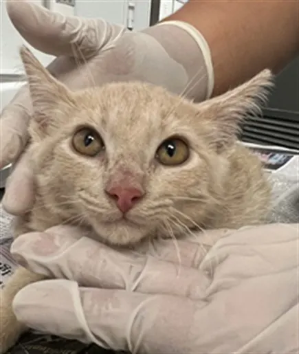 Adoptable Cat