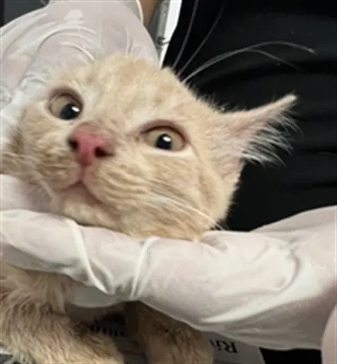 Adoptable Cat