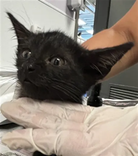 Adoptable Cat