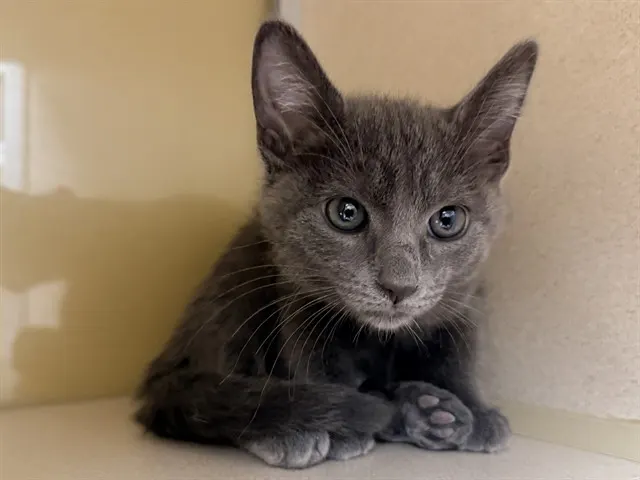 Miss Whiskers