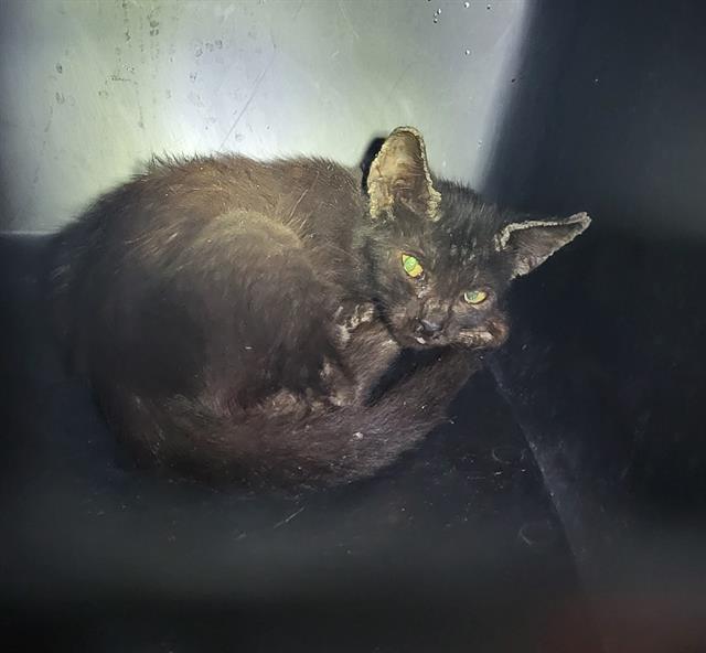 Adoptable Cat