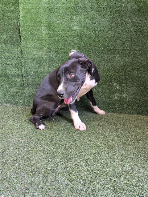 Adoptable Dog