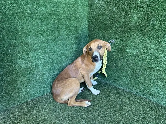 Adoptable Dog