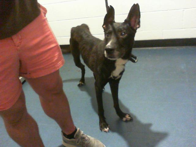 Adoptable Dog