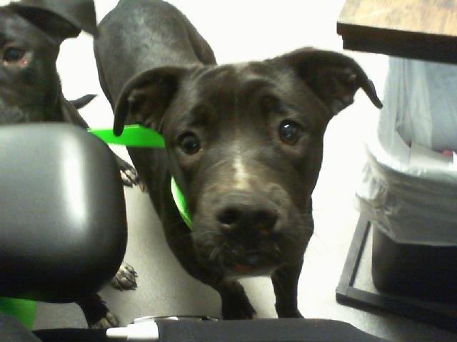 Adoptable Dog