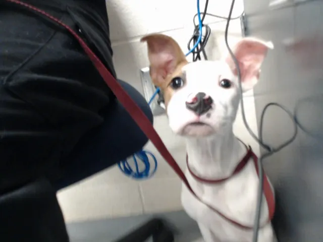 Adoptable Dog