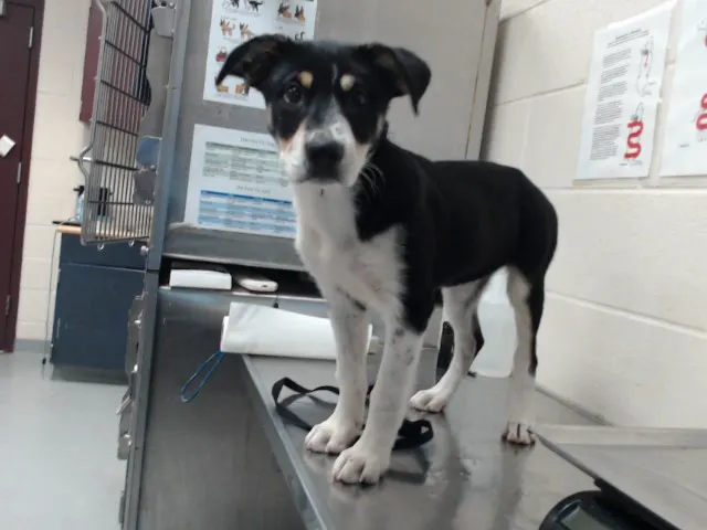 Adoptable Dog