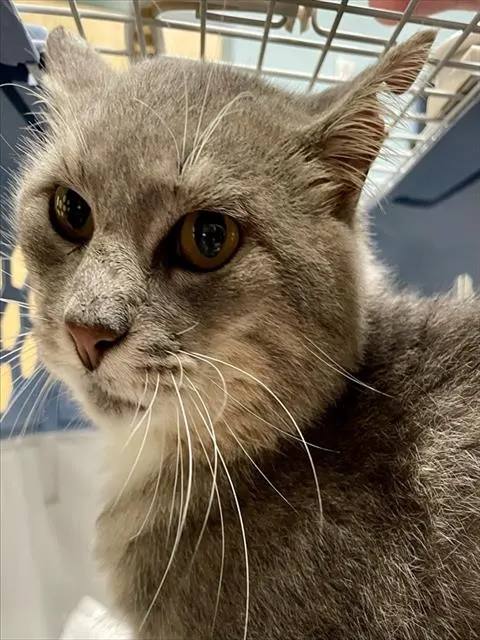 Tex