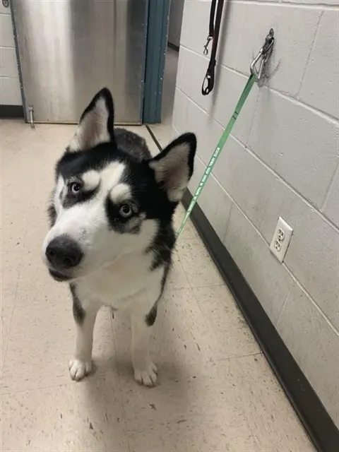Adoptable Dog