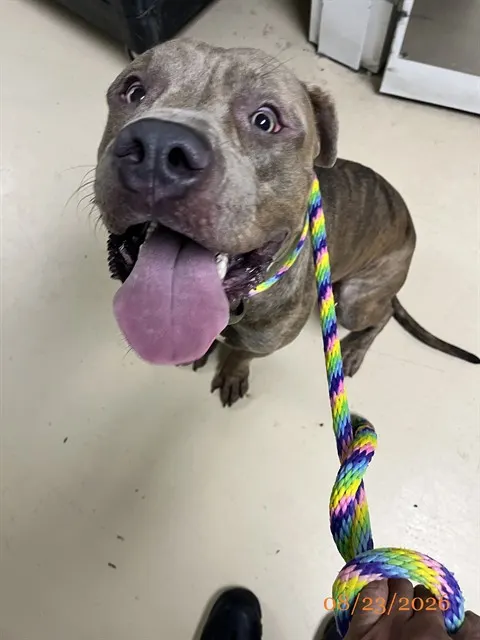 Adoptable Dog