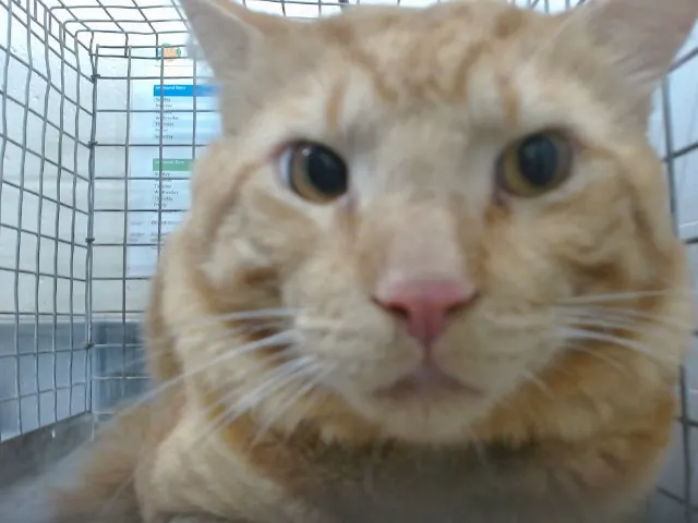 Adoptable Cat