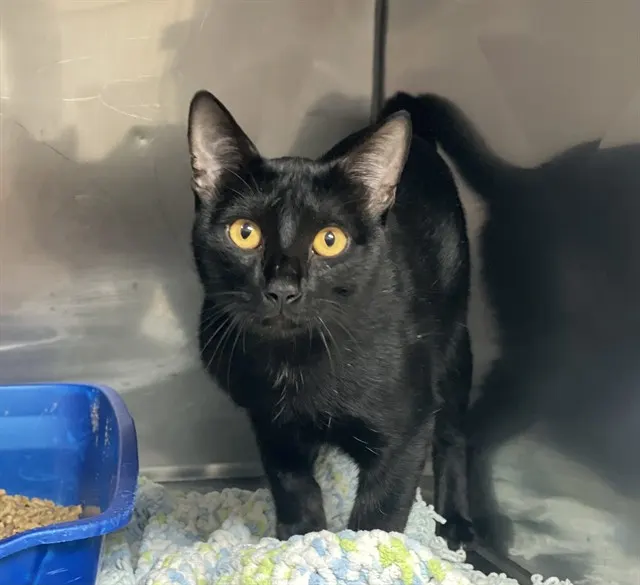 Bagheera