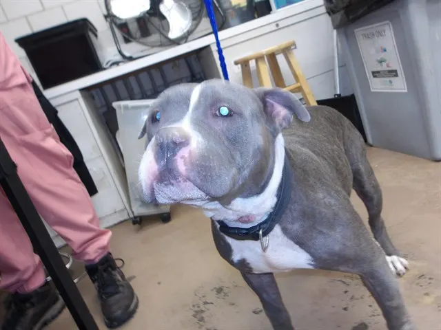Adoptable Dog