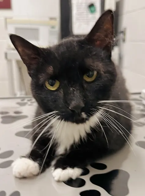 *Cattilda