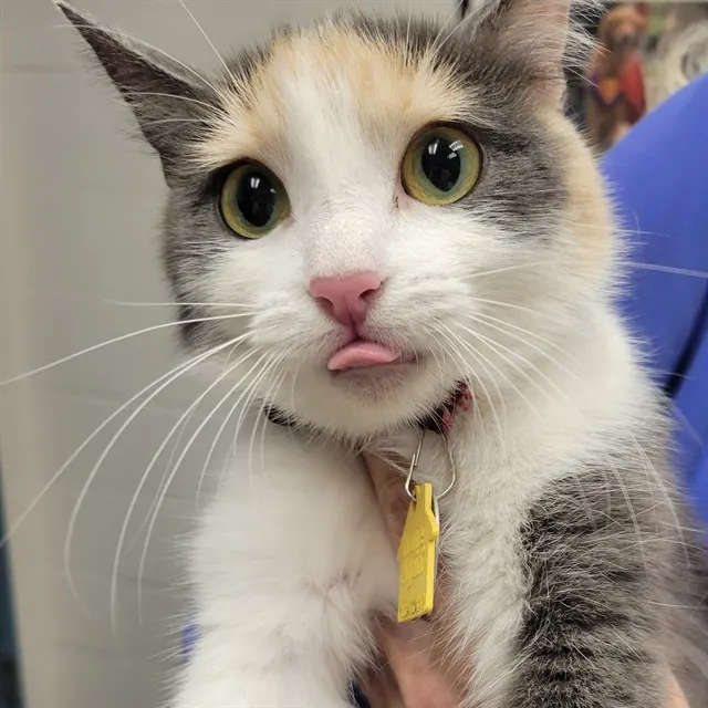 Lyla