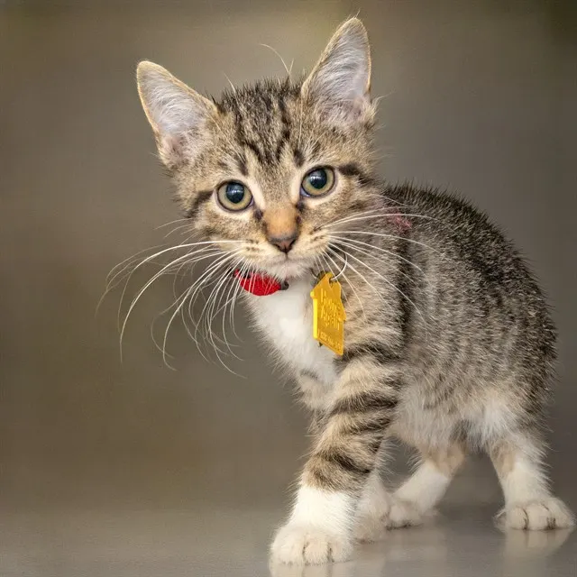 Felix