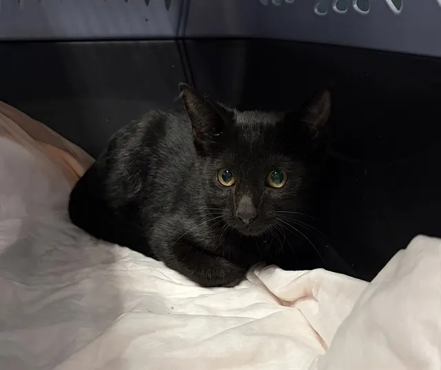 Nyx