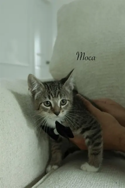 Moca