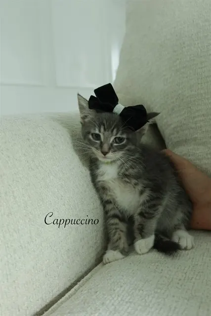 Cappuccino