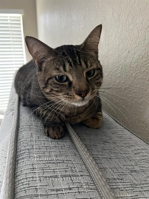 Tito