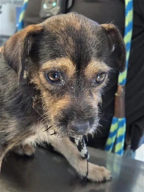 Adoptable Dog
