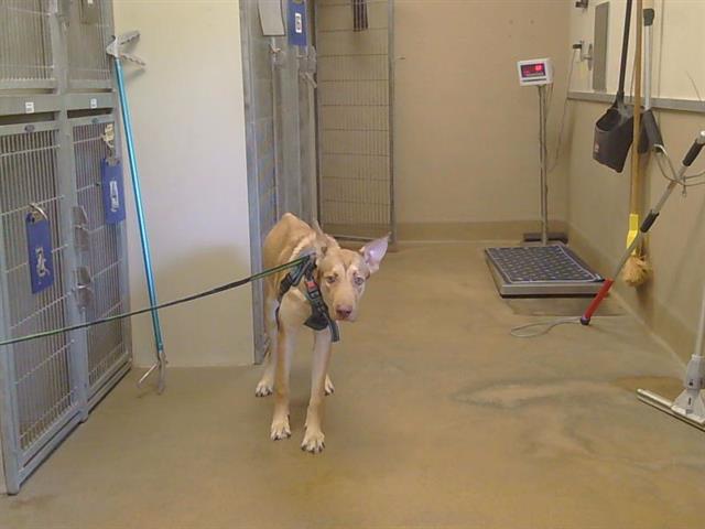 Adoptable Dog