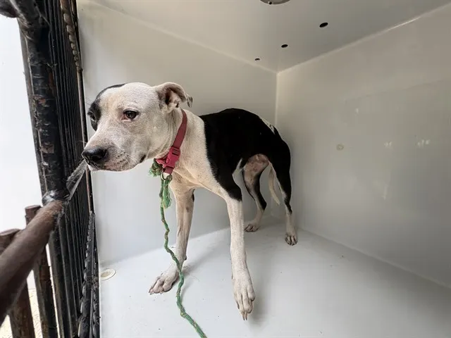 Piper