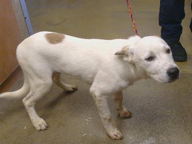 Adoptable Dog