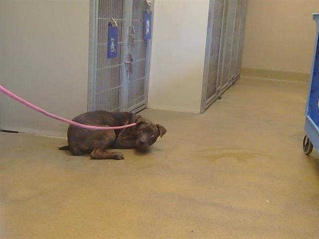 Adoptable Dog
