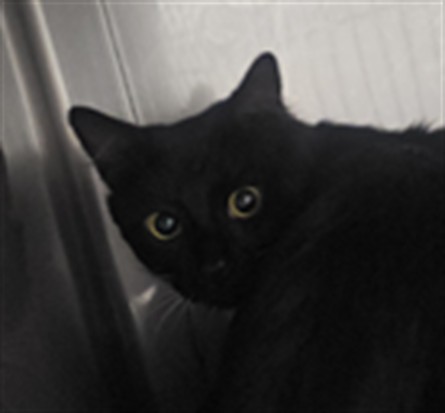 Jinxy