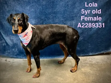 Lola