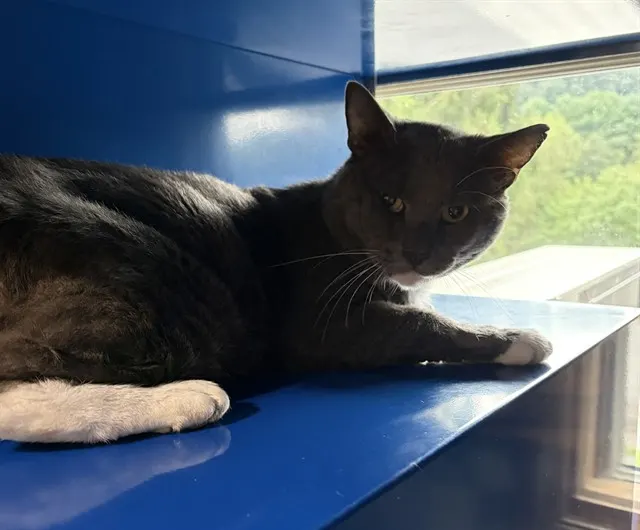 Tom
