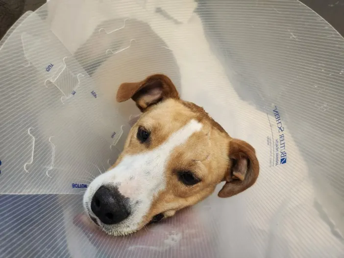 Adoptable Dog