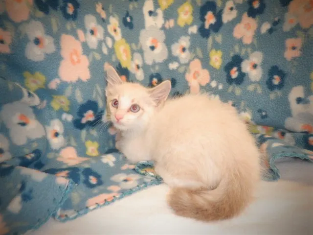 Adoptable Cat