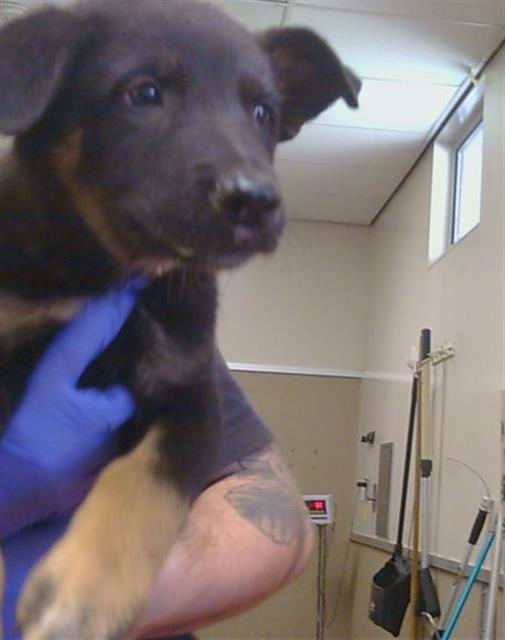 *Pinenut