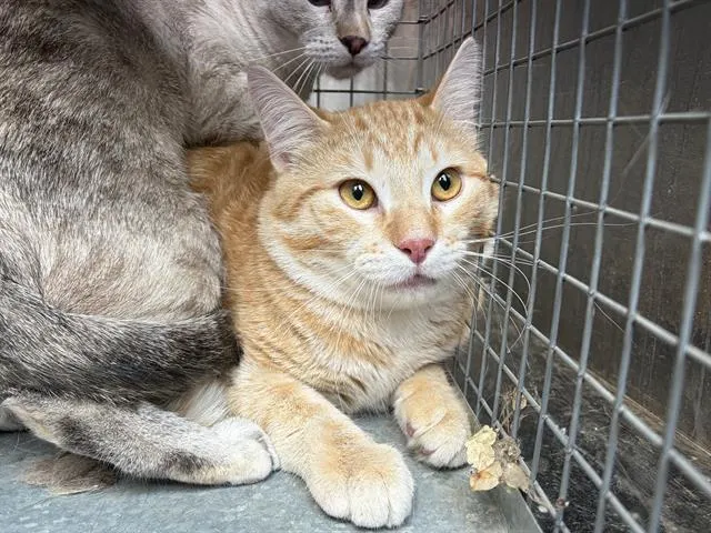 Adoptable Cat