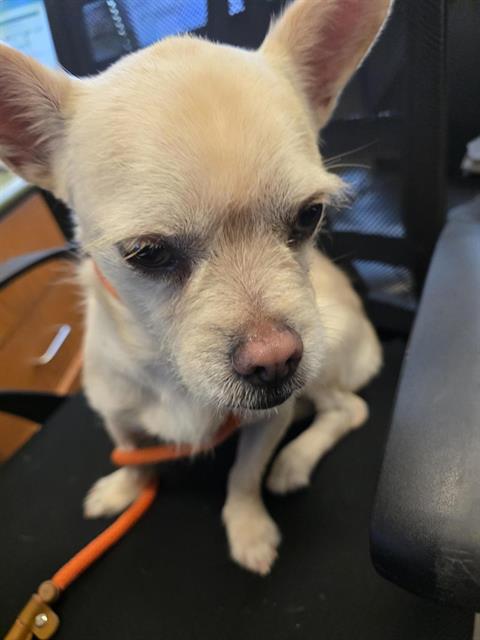 Adoptable Dog