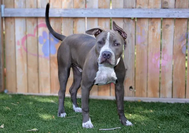 Adoptable Dog