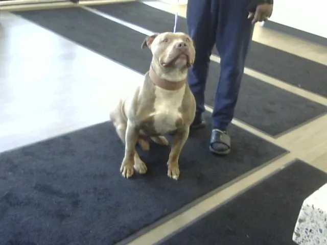 Chico