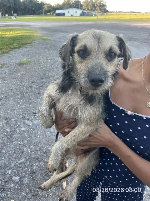 Adoptable Dog