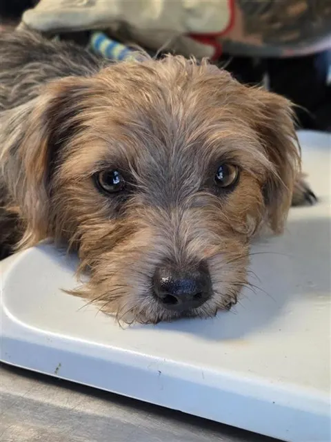 Adoptable Dog