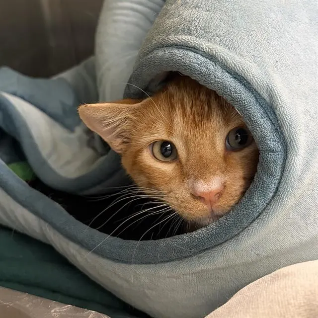 Nacho