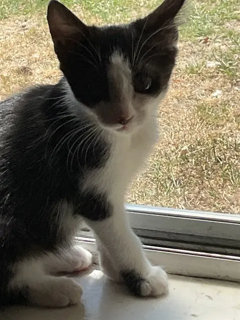 Elsa