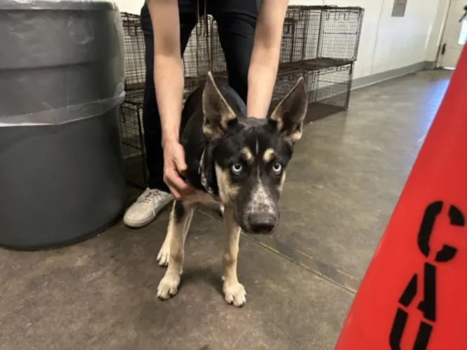 Adoptable Dog