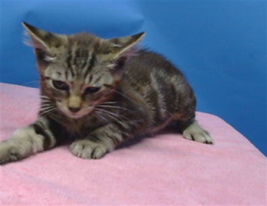 Adoptable Cat