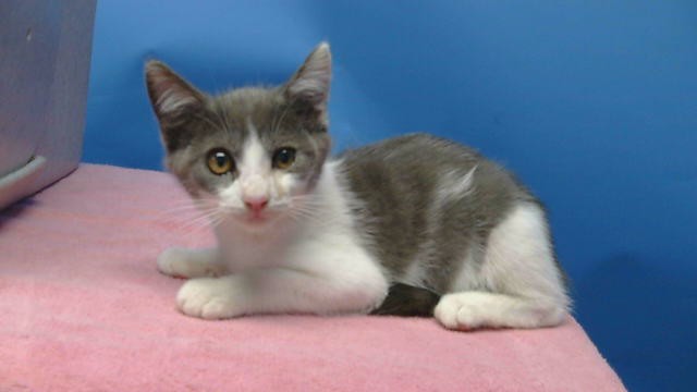 Adoptable Cat