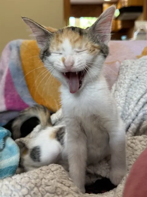 Rileigh Smirl