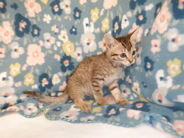 Adoptable Cat