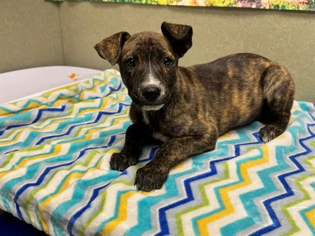 Adoptable Dog